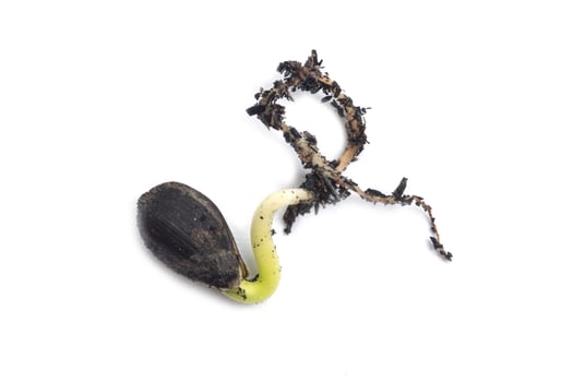Germinating runner sunflower seed photo