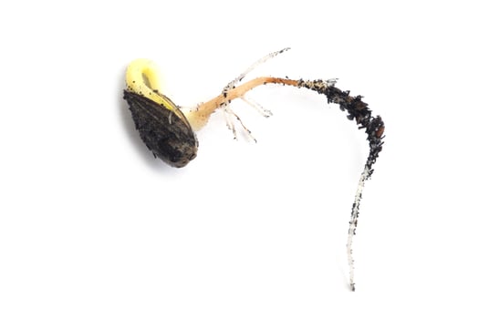 Germinating runner sunflower seed photo