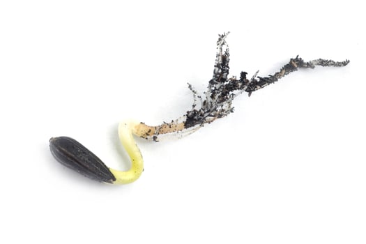 Germinating runner sunflower seed photo