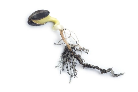 Germinating runner sunflower seed photo