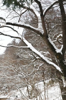 Snowfall in the winter park photo