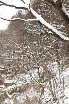 Snowfall in the winter park photo