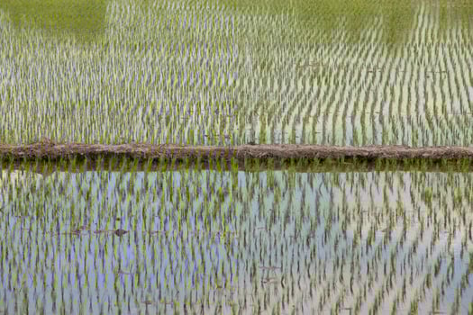 Rice fields, began to grow in the countryside photo