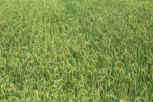 landscape grass of Rice meadow with cloud and blue sky photo