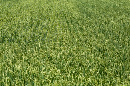 Rice field green landscape background photo