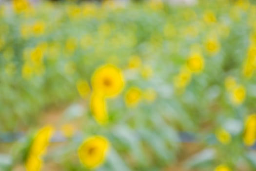 bokeh light and sunflower blooming beauty nature in garden Thailand photo