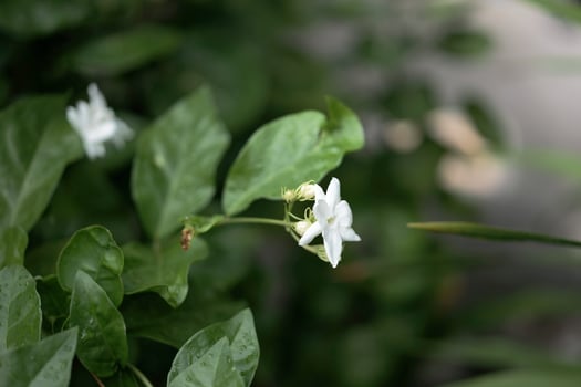 Jasmine flower symbol of Mother's day in Thailand. space for text photo