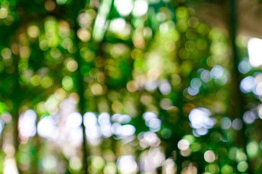 fresh nature green blurry and bokeh background. photo