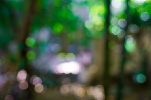 fresh nature green blurry and bokeh background. photo