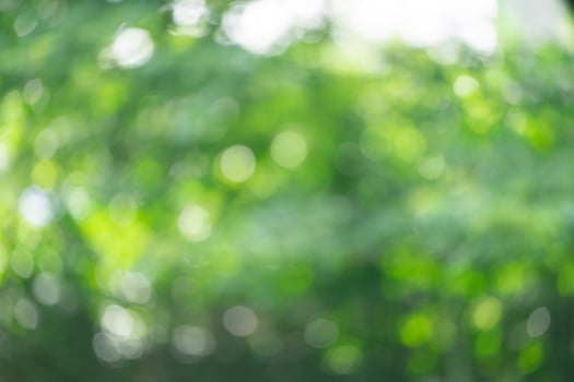 fresh nature green blurry and bokeh background. photo