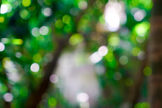 fresh nature green blurry and bokeh background. photo