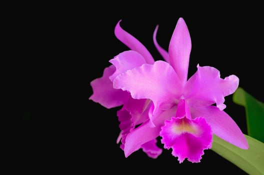 Pink and purple color Cattleya orchid on dark background. photo