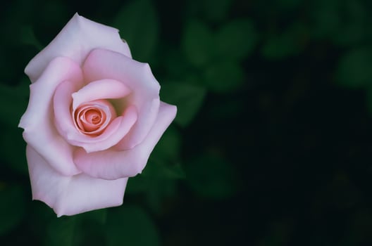 Pink color rose on its tree with dark background. photo