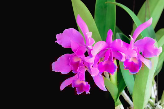 Pink and purple color Cattleya orchid on dark background. photo
