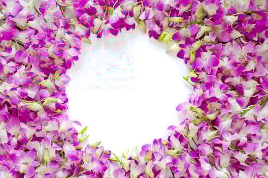 Pink orchid flowers put on white background for spring blossom photo concept.