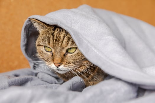 Funny arrogant domestic tabby cat lying on couch under plaid indoors. Kitten resting at home keeping warm hiding under blanket in cold fall autumn winter weather. Pet animal life Hygge mood concept. photo
