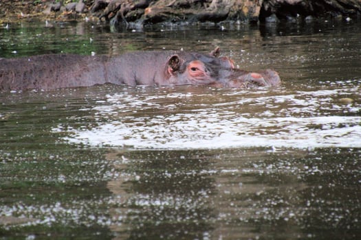 A view of a Hippo in the water photo
