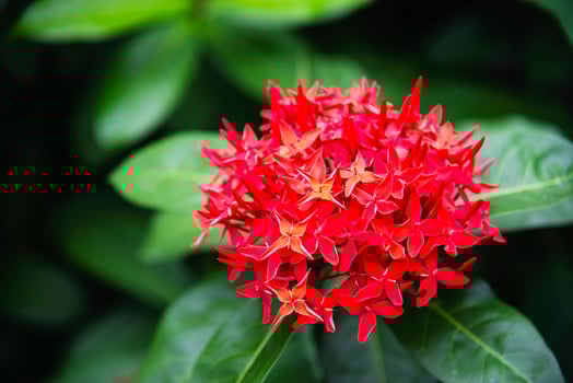 Fresh red flower called ixora with its green leave - beautiful red flower for background use photo