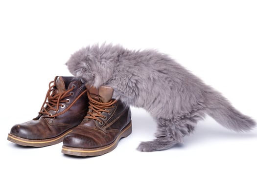 Cute little kitten and leather boots photo