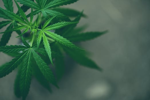 Marijuana growing for planting marijuana with green leaf - cannabis plant or Hemp plant cultivation for extract medical healthcare natural for banner and background photo