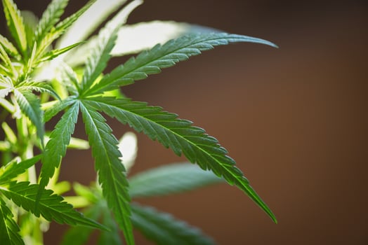 Marijuana growing for planting marijuana with green leaf - cannabis plant or Hemp plant cultivation for extract medical healthcare natural for banner and background photo