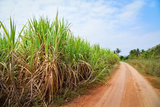 Sugar cane tree growing in the sugarcane field farm with blue sky and dirt gravel road in agriculture countryside photo