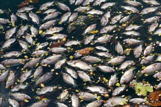 dead fish floated in the dark water, water pollution photo