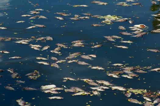 dead fish floated in the dark water, water pollution photo
