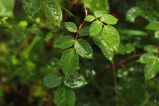 A closeup of wet leaves and a red rose flower from the rain growing in the garden photo