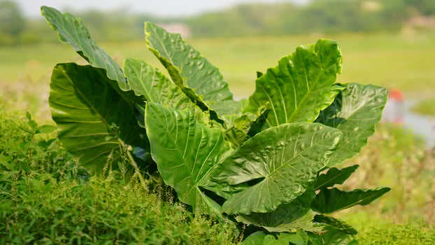 green leaf in the farm photo