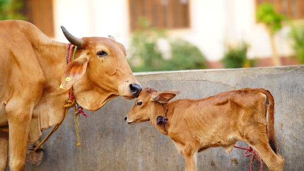 The brown cow is cleaning the calf. photo