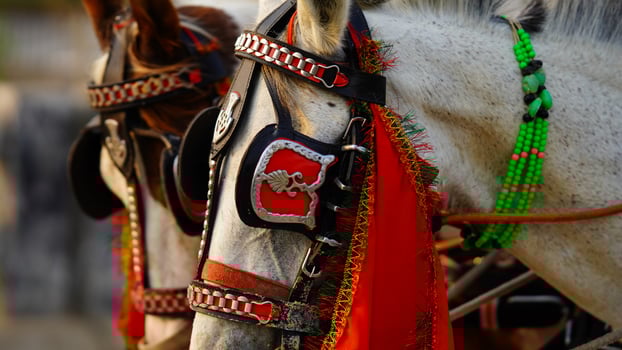 white horse in village image photo