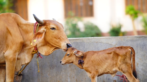 The brown cow is cleaning the calf. photo