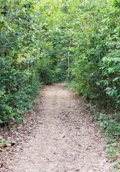 Lonely nature trail. photo