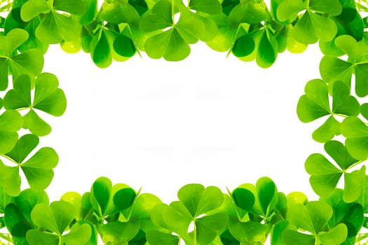 green clover leaves isolated on white background. St.Patrick 's Day photo