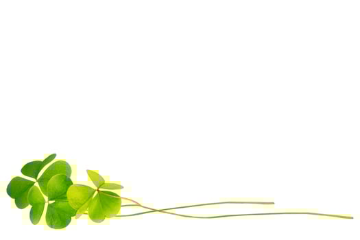 green clover leaves isolated on white background. St.Patrick 's Day photo