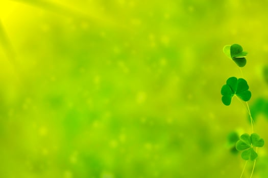green clover leaves. natural background. photo