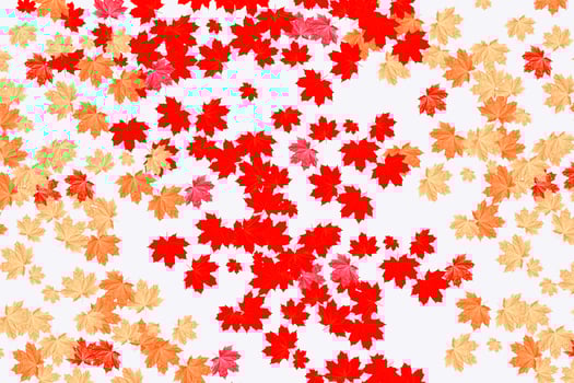 Bright colorful autumn leaves photo