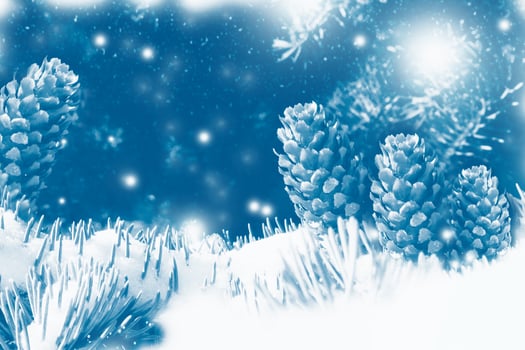 spruce cone. Frozen winter forest with snow covered trees. photo