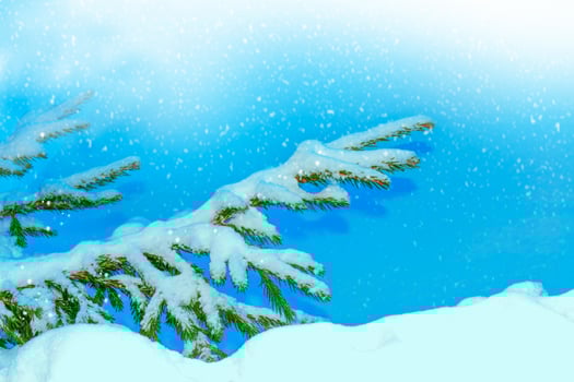Coniferous spruce branch. Frozen winter forest with snow covered trees. photo