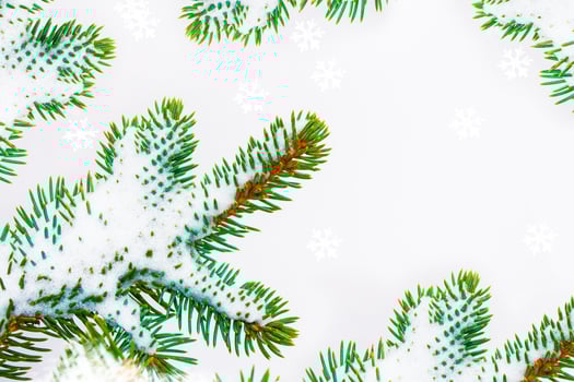 Christmas tree in the snow isolated on a white background. greeting card. photo