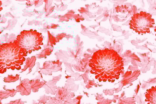 Colorful autumn flowers of chrysanthemum photo