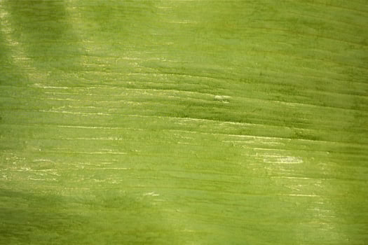 Natural background. Tulip flower leaf close up. Texture. photo