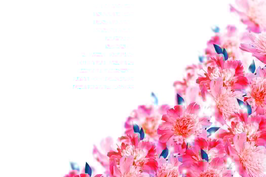 Colorful bright flower peony. nature photo