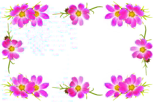 Floral frame. Bright colorful cosmos flowers photo