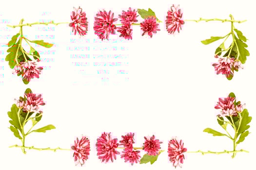 Colorful autumn flowers of chrysanthemum photo