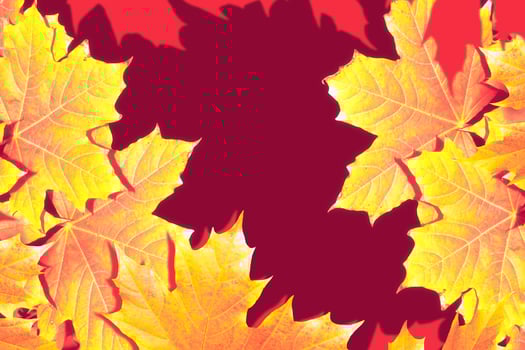 autumn landscape with bright colorful foliage. Indian summer. photo
