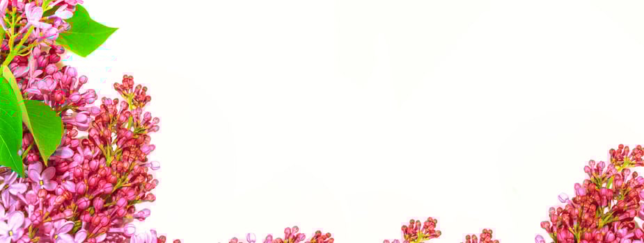 spring flowers lilac. nature photo