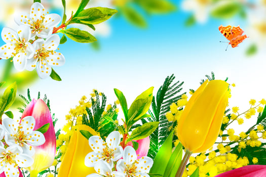 Blossoming branch apple, tulips.  Bright colorful spring flowers photo
