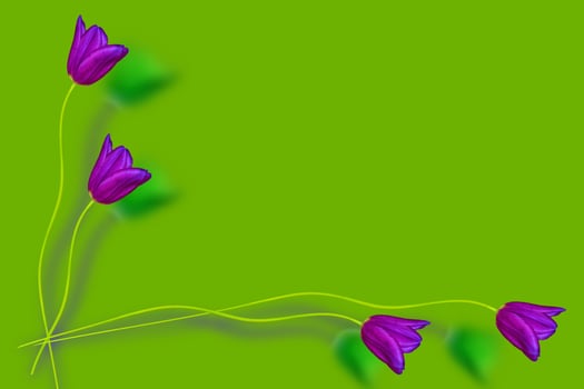 spring colorful flowers tulips. floral collection. photo
